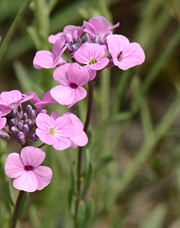 Aethionema membranacea close
