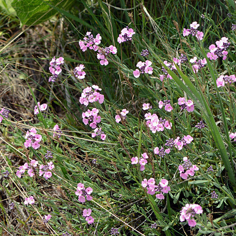 Aethionema membranacea whole