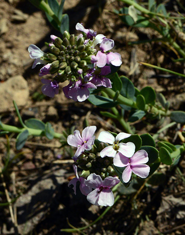 Aethionema speciosum close