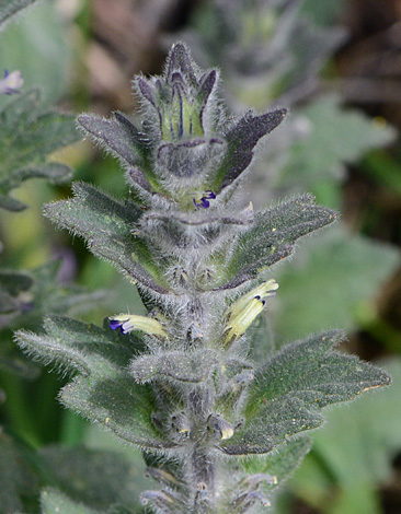 Ajuga orientalis close