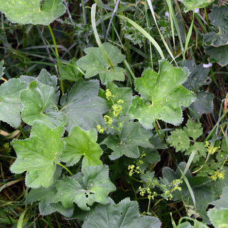 Alchemilla micans whole