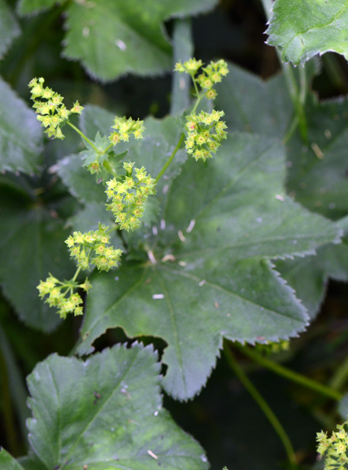 Alchemilla micans close