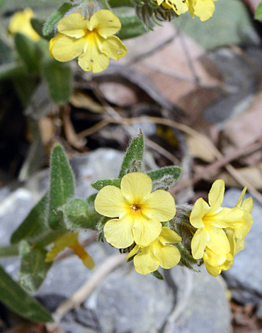 Alkanna graeca close