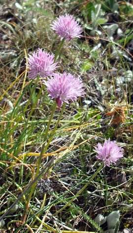 Allium schoenoprasum close