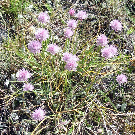 Allium schoenoprasum whole