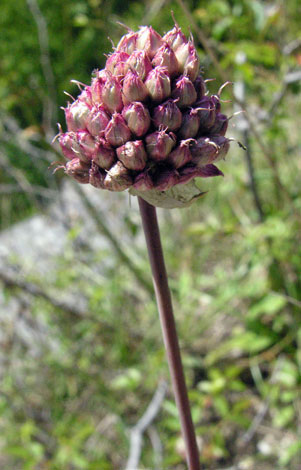 Allium sphaerocephalon flower