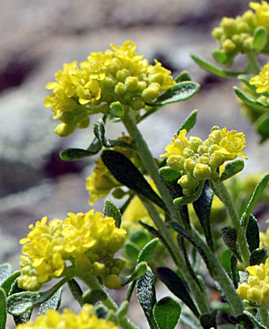 Alyssum dasycarpum close