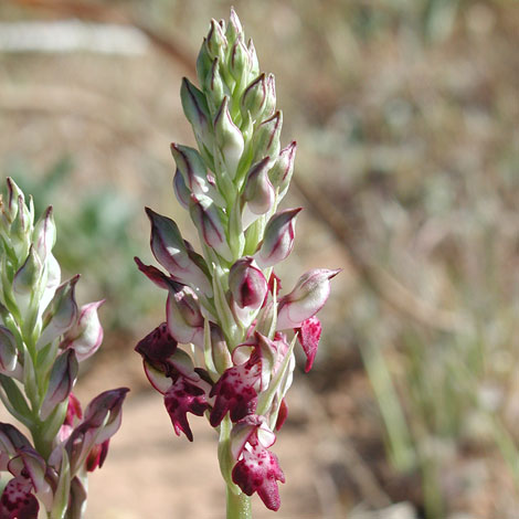 Anacamptis coriophora close