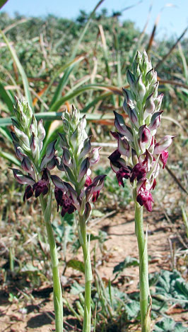 Anacamptis coriophora whole