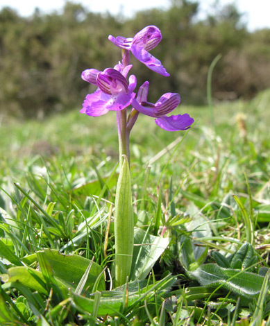 Anacamptis morio Anglesey