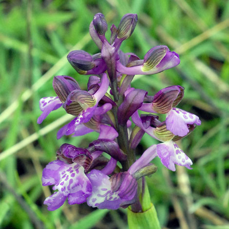 Anacamptis morio close