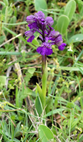 Anacamptis morio whole