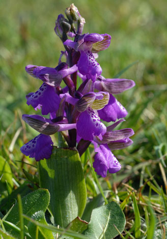 Anacamptis morio Great Orme