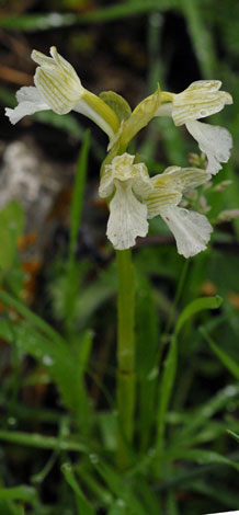 Orchis papilionacea white