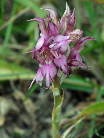 Anacamptis sancta close