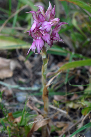 Anacamptis sancta whole