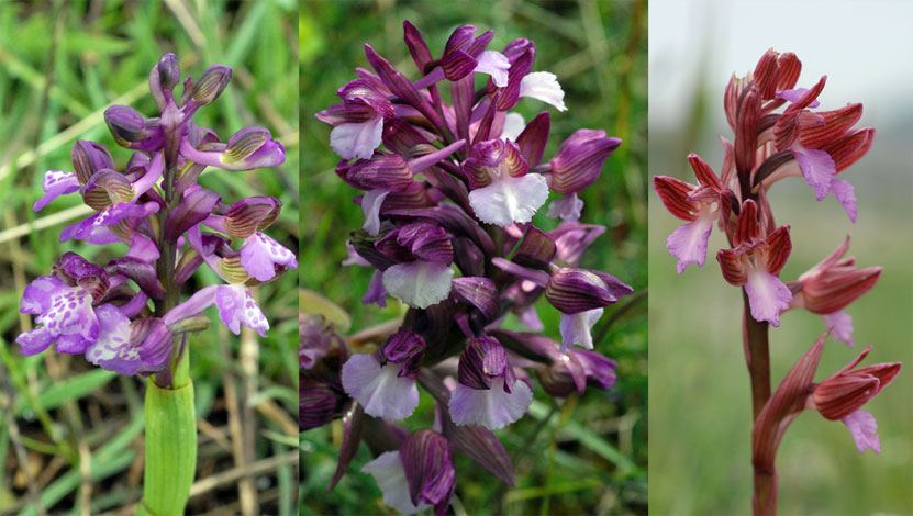 Anacamptis x gennarii (A. morio x A. papilionacea