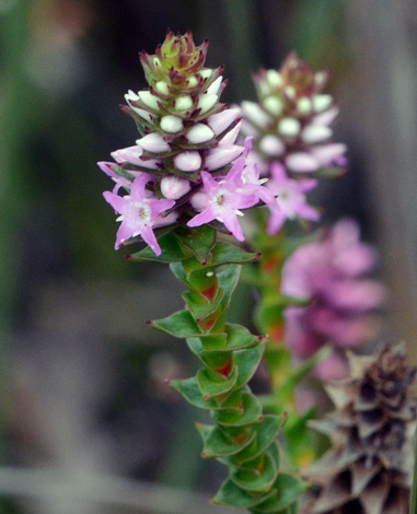 Andersonia simplex close