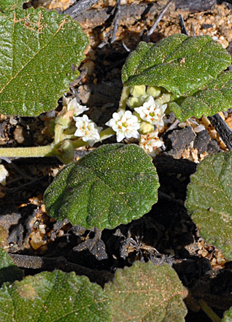 Androcalva stowardii close
