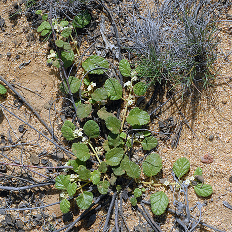 Androcalva stowardii whole