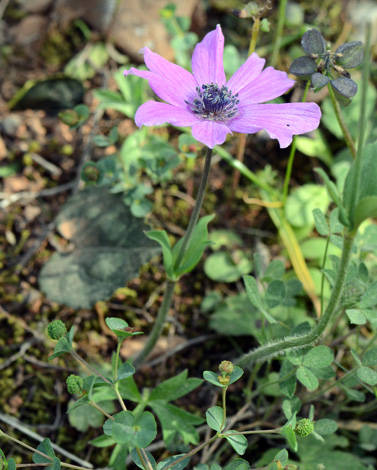 Anemone hortensis ssp pavonina close