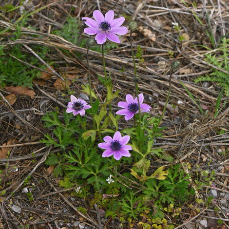 Anemone hortensis ssp pavonina whole