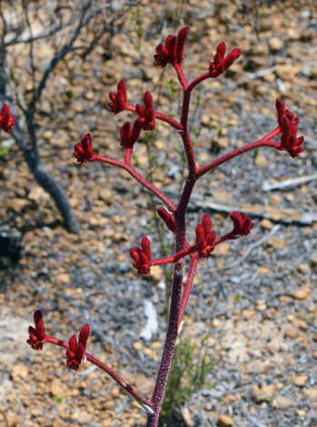 Anigozanthos rufus close