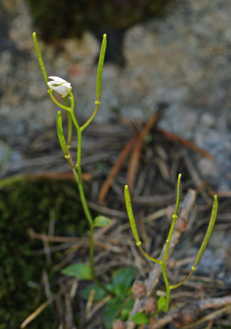 Arabis bellidifolia close
