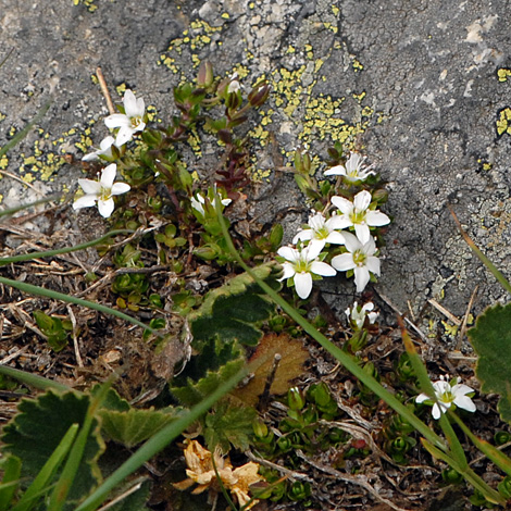 Arenaria biflora whole