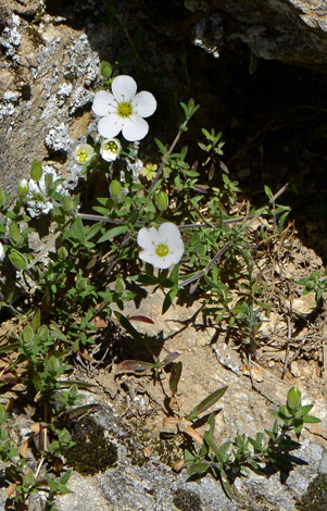 Arenaria montana close