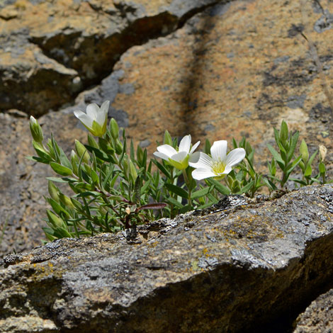 Arenaria montana whole