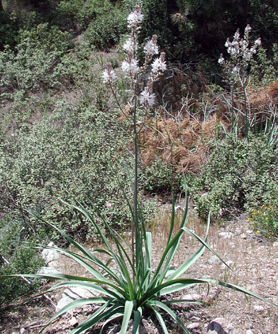 Aspodelus aestivus Cyprus