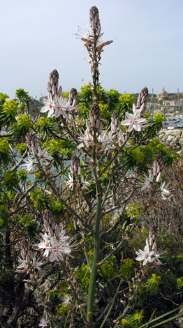 Aspodelus aestivus Gozo