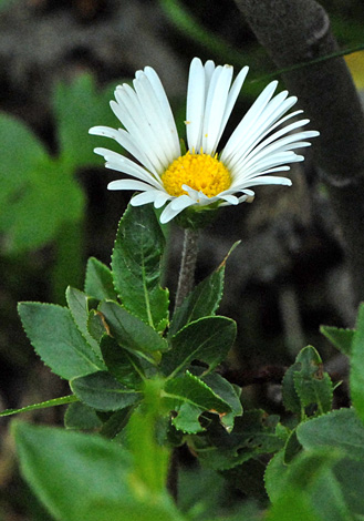 Aster bellidiastrum close