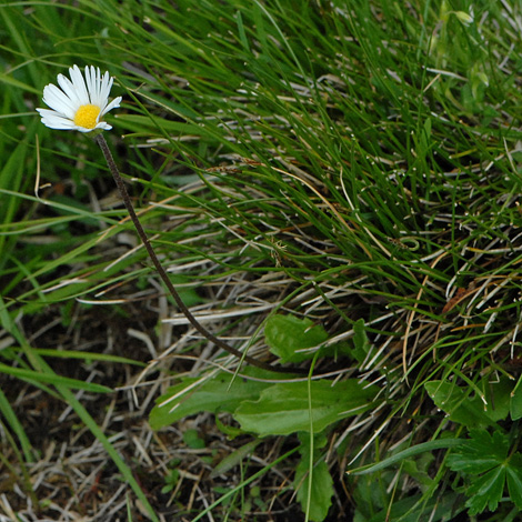 Aster bellidiastrum whole