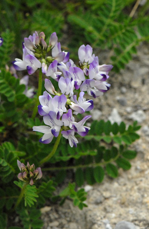 Astragalus alpinus close