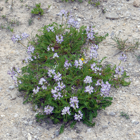 Astragalus alpinus whole