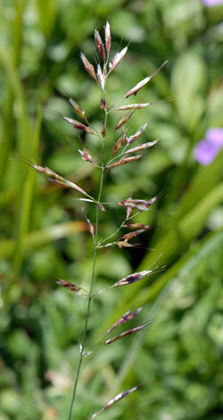 Helictotrichon pubescens