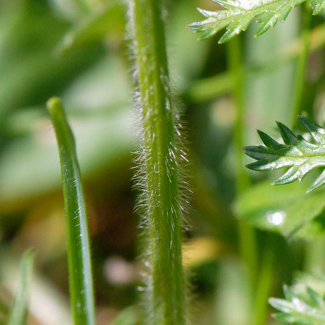 Helictotrichon pubescens