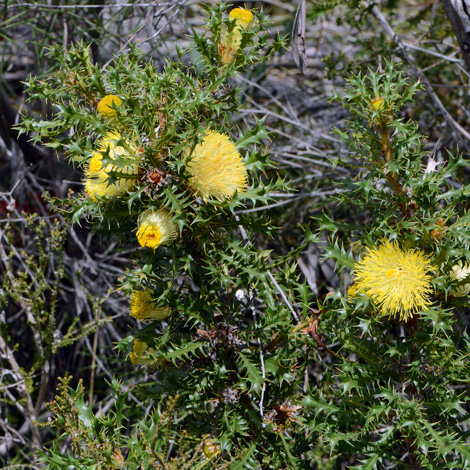 Banksia falcata whole