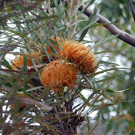 Banksia formosa whole