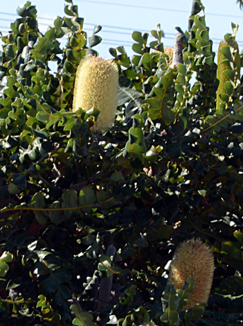 Banksia grandis close