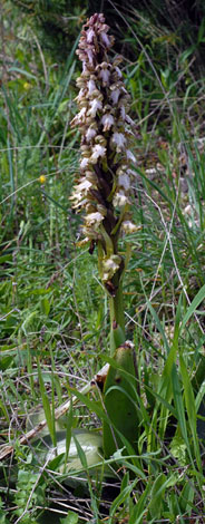 Barlia robertiana whole