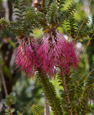 Beaufortia decussata close