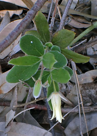 Bilklardiera scandens close