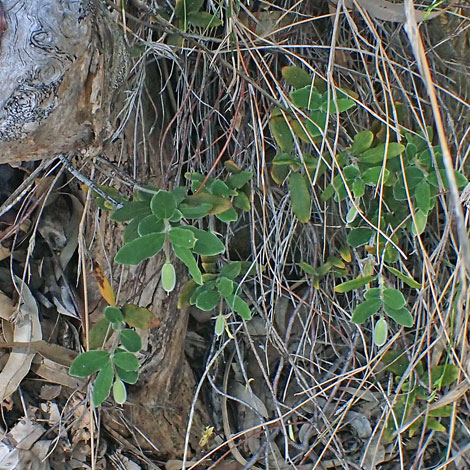 Bilklardiera scandens whole