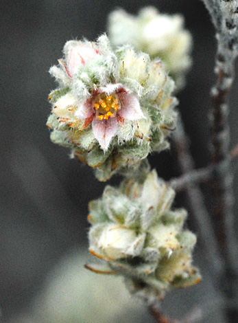 Boronia admasiana close