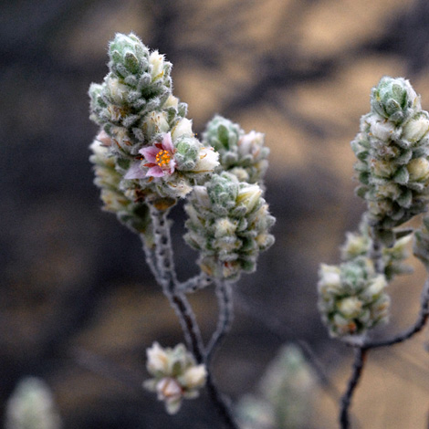 Boronia admasiana whole