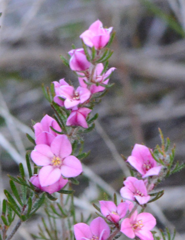 Boronia stricta close