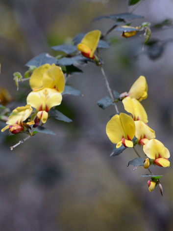 Bossiaea aquifolium close